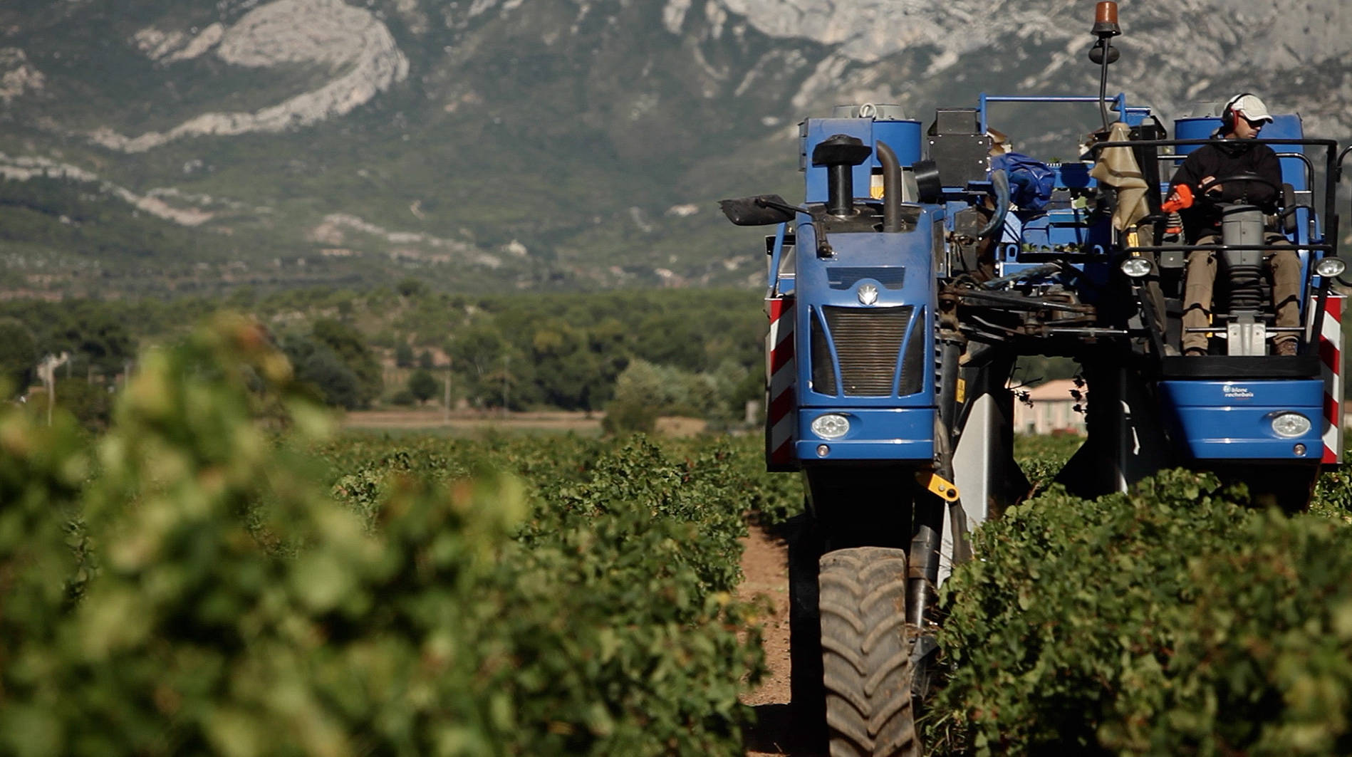 une année vignerone
